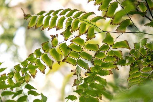 green leaves tropic