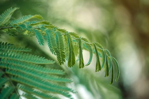 green leaves tropic