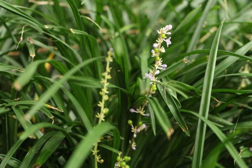 green flower grass