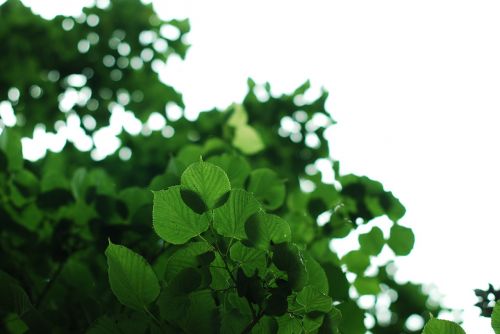 green leaves nature