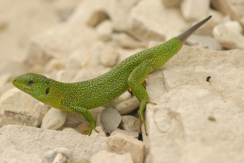 green lizards reptilian