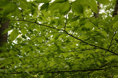 green tree leaves