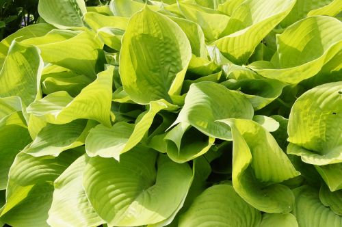 green plant leaves