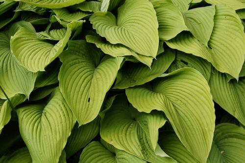 green leaves plant