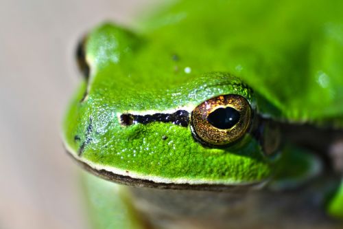 green frog animal