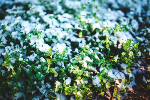 green plants snow