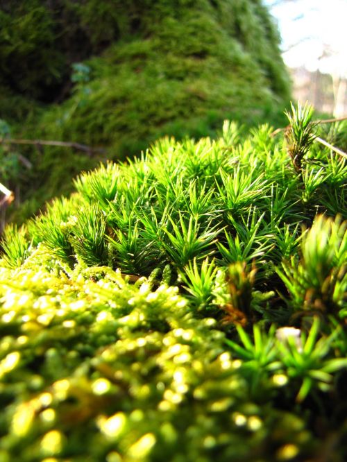 green forest autumn