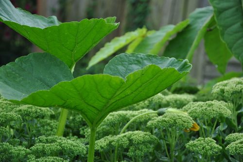 green flower nature