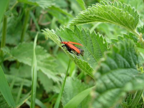 green foliage beetle