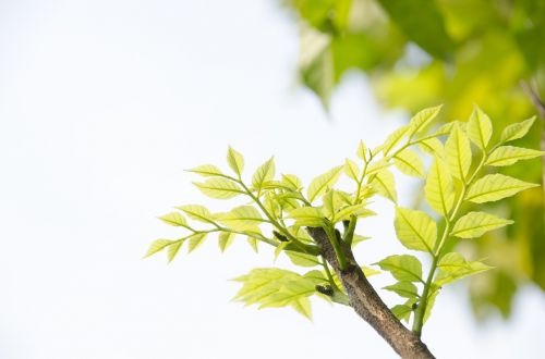 green green shoots the leaves