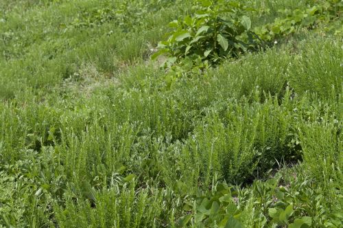 green plant grass