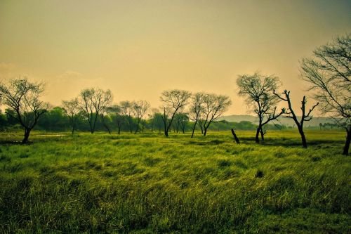 green scenery nature