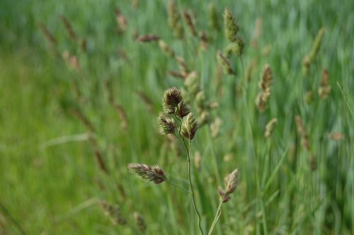 green field cereals