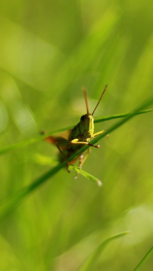 green grasshopper close