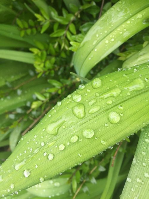 green nature leaf