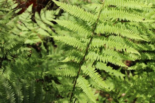 green plant fern