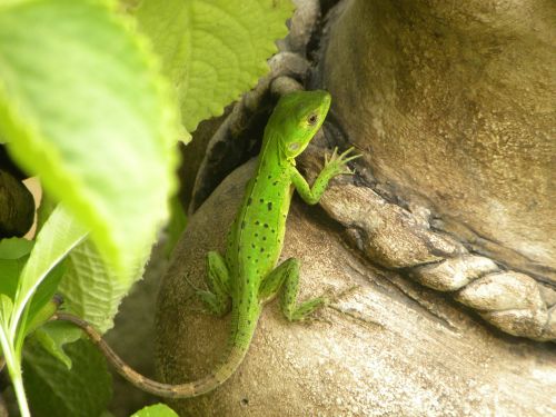 green iguana animal