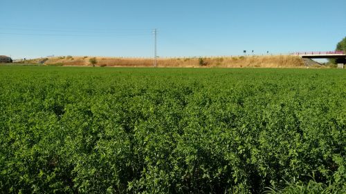 green field nature