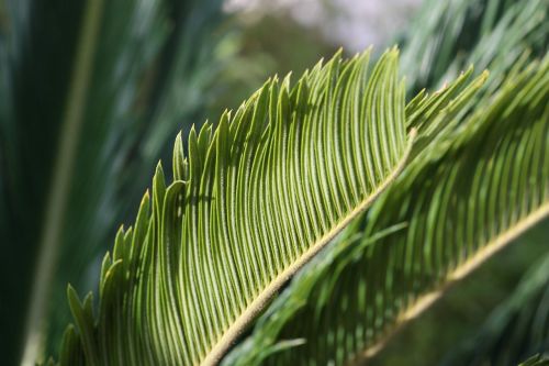 green palm sheet