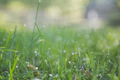 green grass nature