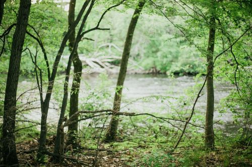 green trees forest