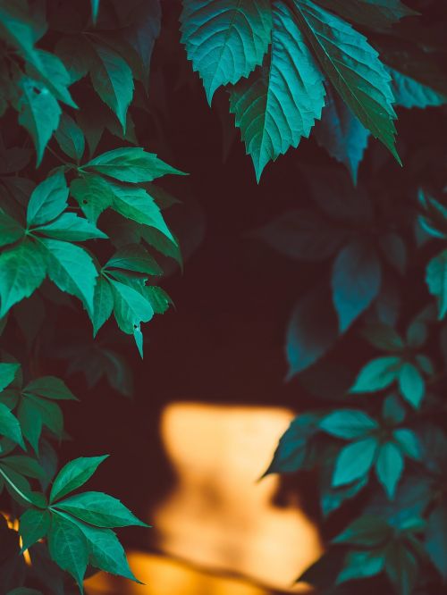 green leaves plants