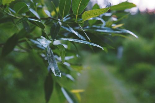 green plants leaves