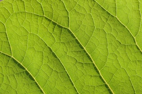 green leaf structure