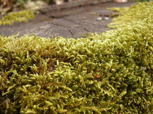 green foliage plant