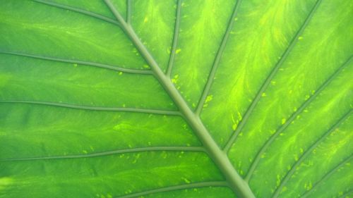 green leaf screen background