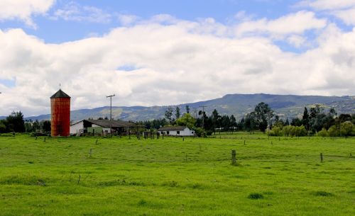 green landscape tree