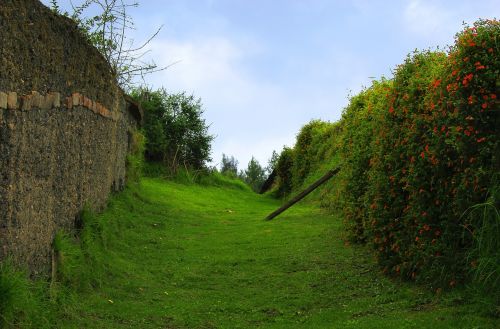 green landscape tree