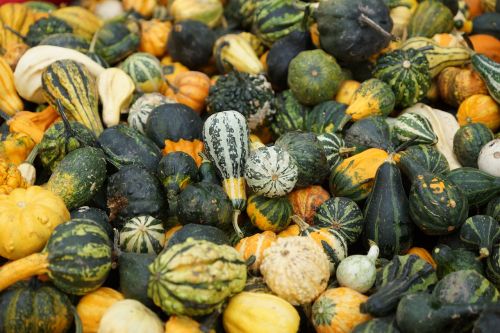 green pumpkin decorative squashes