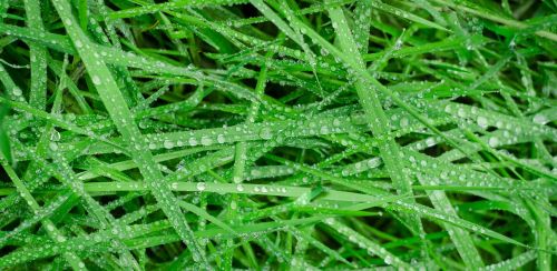 green grass wet