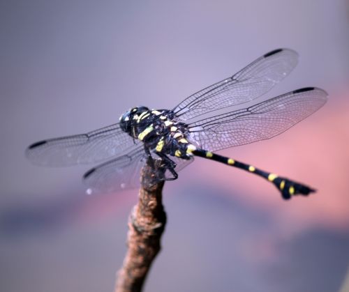 Green And Black Dragonfly Closeup