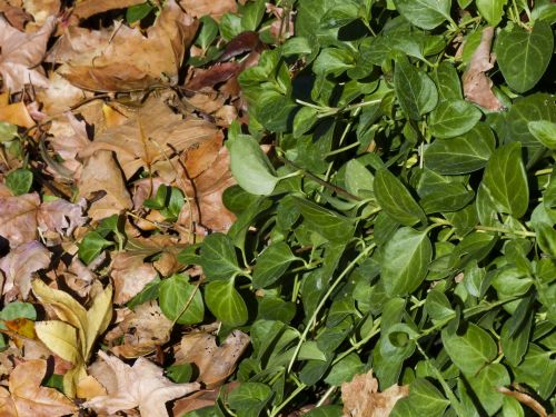 Green And Brown Leaves