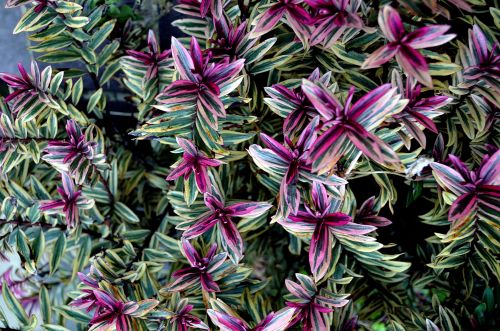 Green And Red  Leaves