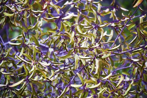 Green And Violet Winter Foliage