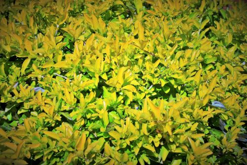 Green And Yellow Foliage
