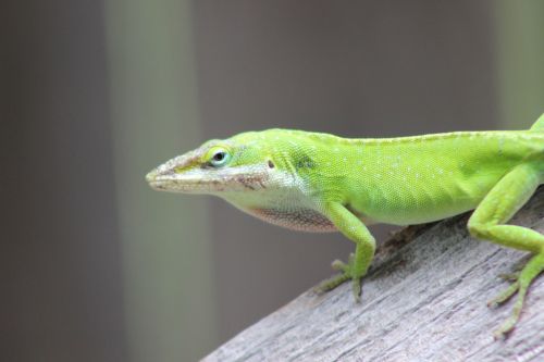 Green Anole, Anolis Carolinensis