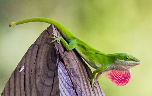 Green Anole