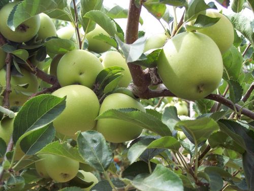 green apple apples fruit