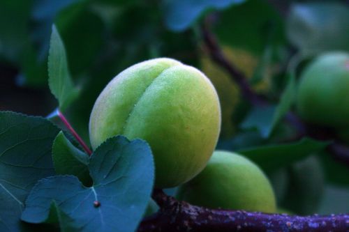 Green Apricot