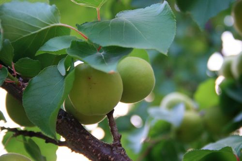 Green Apricots Under Leaves