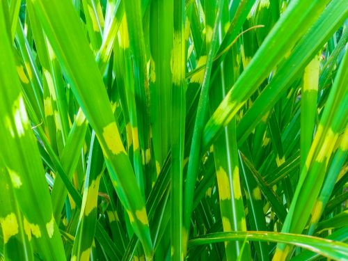 Green Bamboo Leaves