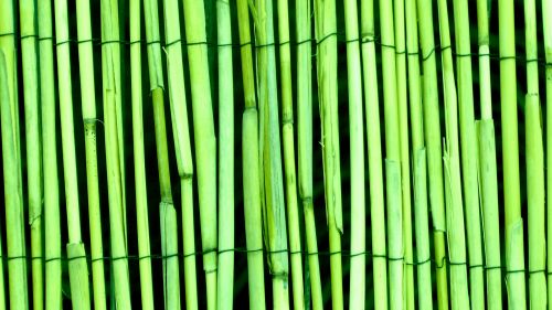 Green Bamboo Wood Background