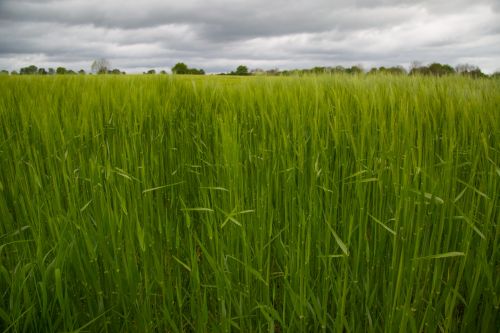 Green Barley Field