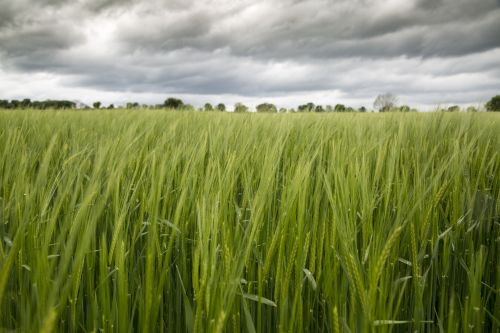 Green Barley Field