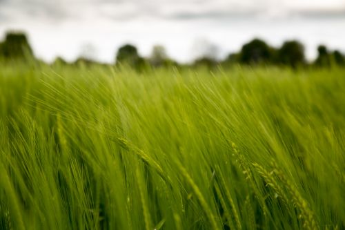 Green Barley Field