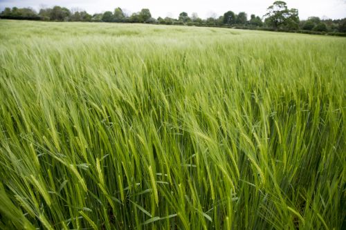 Green Barley Field